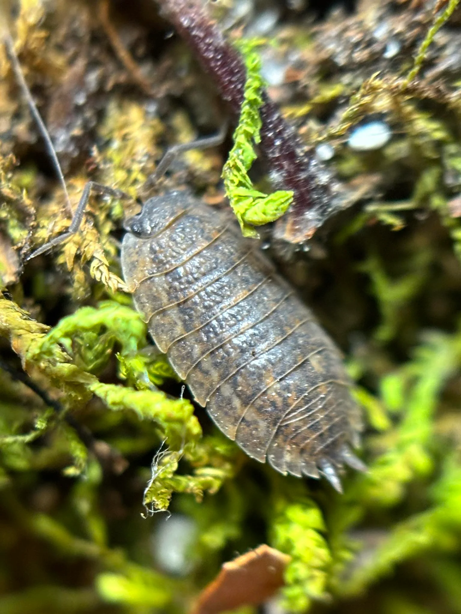 isopods adaptations