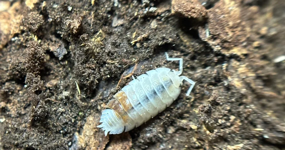 aquatic isopods